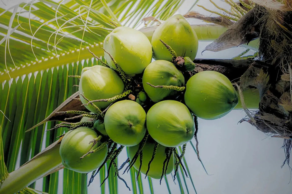 From Farm to Face: The Sustainable Journey of Coconut-Based Natural Skincare Ingredients.