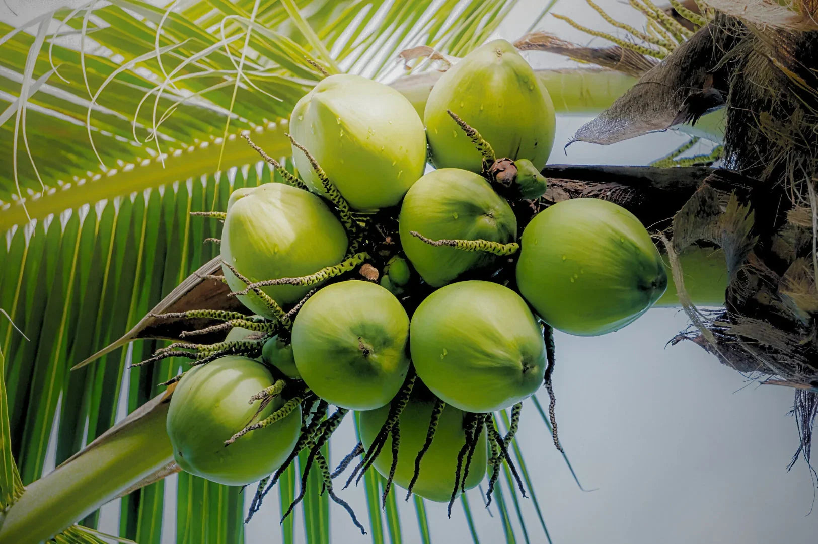 From Farm to Face: The Sustainable Journey of Coconut-Based Natural Skincare Ingredients.