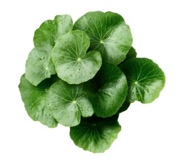 Centella Asiatica