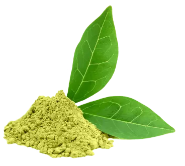 Camellia Sinensis Extract